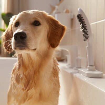 Hansgrohe DogShower Handdouche 3 straalsoorten mat-wit 26640700 5